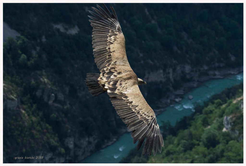 Grifoni (Gyps fulvus) alle Gole del Verdon (Francia)